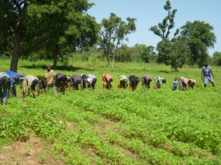 BENE, la production du sésame au Burkina Faso